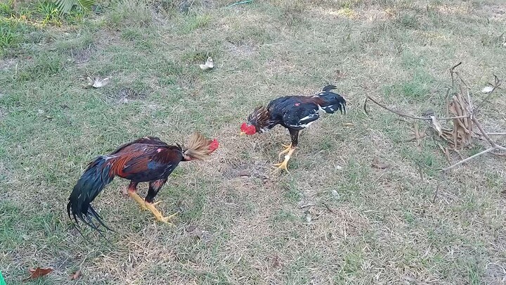 Burma ayam kampung. bagi tendang2 dulu