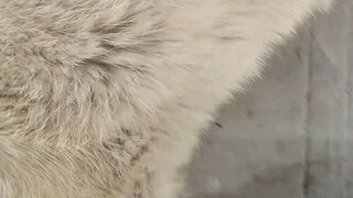 Seandainya anak anjing bisa mengucapkan selamat tinggal