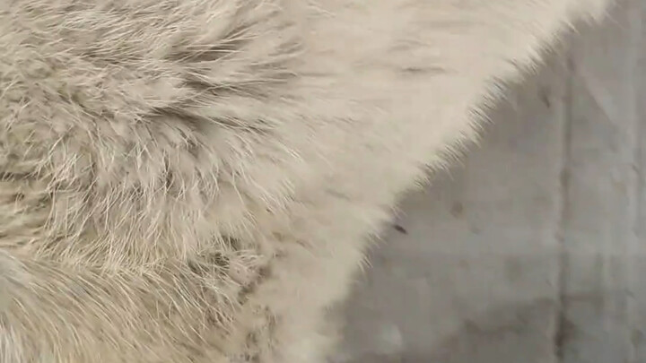 What if puppies could say goodbye