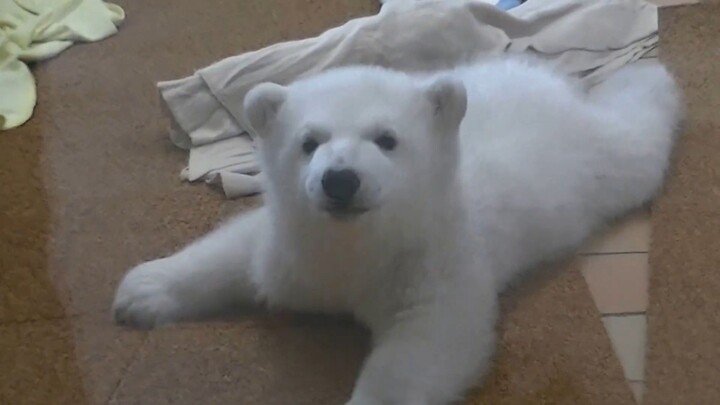 Si beruang kutub kecil langsung rebah di lantai, bikin imutnya meledak!