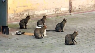 تسرب محتوى يُشتبه في أنه تدريب تزامني لطيارين من شركة Pacific Rim Cat