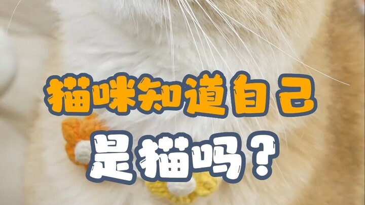 Does a cat know it’s a cat? Does a cat have self-awareness?