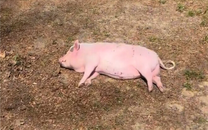 Piggy is down.………..