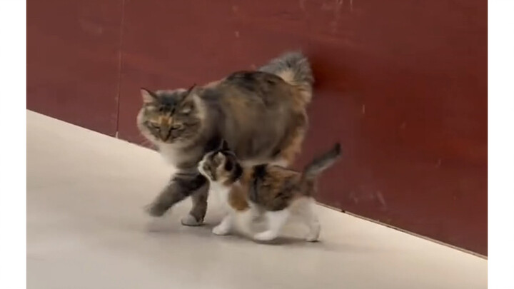 Tabungan pribadi si induk kucing……