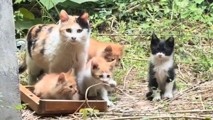 Why do all cats know their name is Mimi?