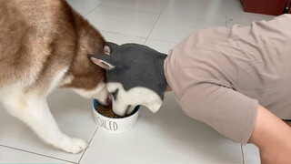 What happens if you rob a husky's meal when he eats it?