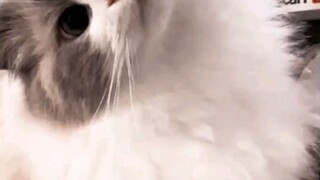 KUCING NYA LUCU YGY