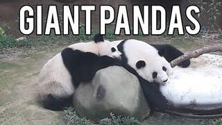 Giant Pandas - Zoo Negara, Malaysia (Xing Xing and Liang Liang)