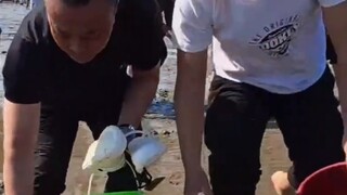 "Rizhao Dragon King Presents Treasures" Yesterday, it was still clucking and feeding chickens, but t
