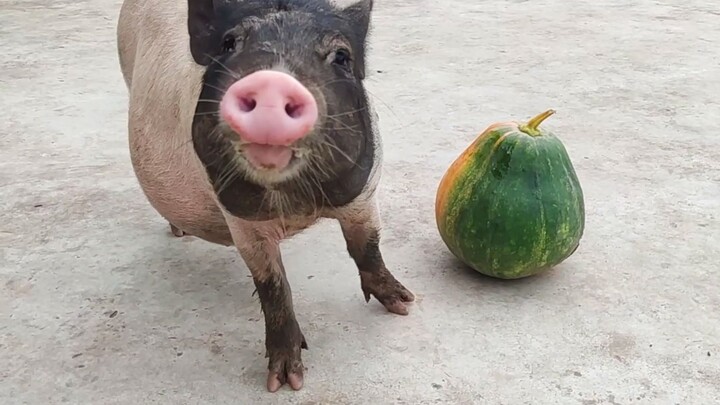 Pigs dumb? Pigs are anything but!