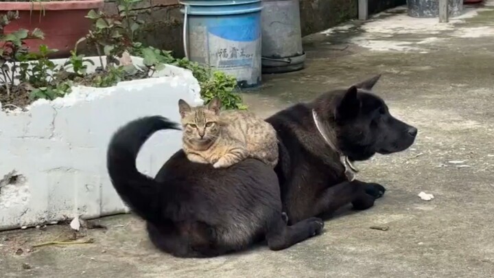 The kitten and puppy at Grandma’s house