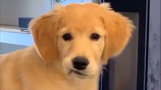 小鸡毛の不心动挑战~