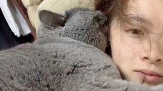 Don’t keep a blue cat if you don’t have to, it’s too disgusting!