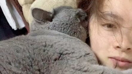 Đừng nuôi mèo xanh nếu bạn không cần thiết, nó quá kinh tởm!