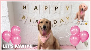 Golden Retriever's 1st Birthday (Evolution from 1 day old to 1 year!!) | Philippines