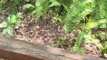 Hot springs Sg klah Perak