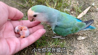 Chim bố rất vui mừng khi nhìn thấy chú chim non mới nở. Trông chú thật dễ thương.