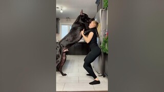 Great Dane Is Taller Than Human -- ViralHog