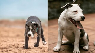 พิทบูล สุขภาพดี EP 31 รวบรวมพิทบูลตลกและน่ารัก