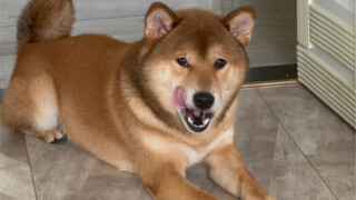 ลูกชายตัวโตของแม่ (เจ้า Silly Dog มีไหม?)