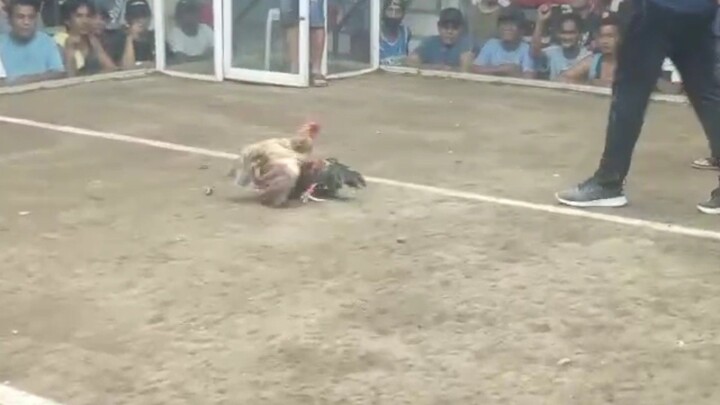 3rd fight of Super Hennie (4x winner)