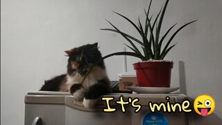 Suni the destroyer || Clowder zone