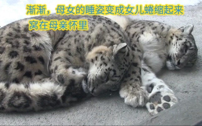 The snow leopard mom cuddles her daughter for a nap—so heartwarming!
