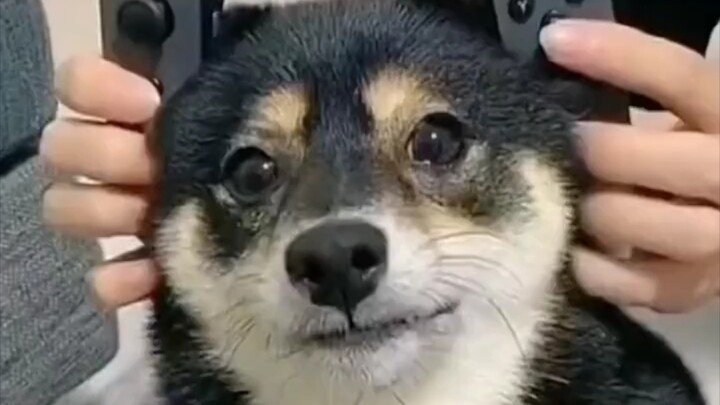 “看完心情会变好奥！”