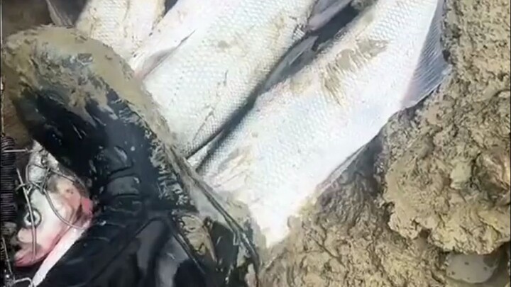像这种鞋子要怎样才能洗干净