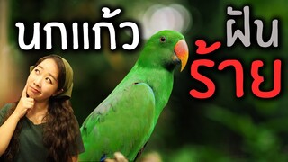 นกแก้วฝันร้าย? (A Parrot Have Nightmares?) EP.218