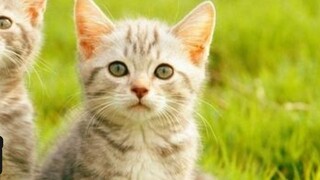 Do you know the principle of Zhou Cat?