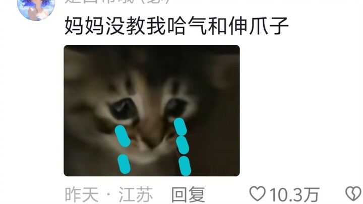 Kucing kecil yang pengecut yang bahkan tak bisa menghembuskan napas pun muncul