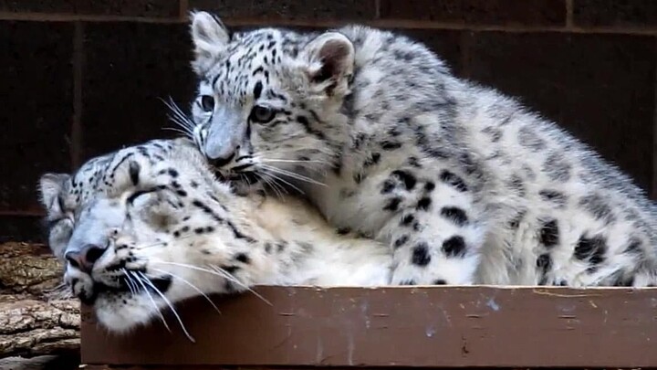 Little snow leopard: “Biting Mommy’s ear is so much fun!!”