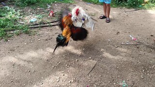 Leiper Grey X White Kelso VS Navajero Gilmore Spar