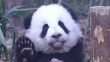 【大熊猫金喜】困得眼睛都睁不开了，还在挥手打招呼的小家伙