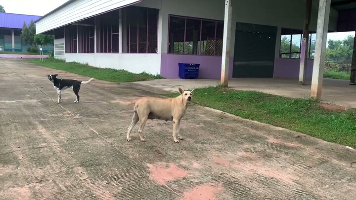 เสียง​หมา​เห่า​ตอนเช้า​ เห่า​เก่ง​มาก​