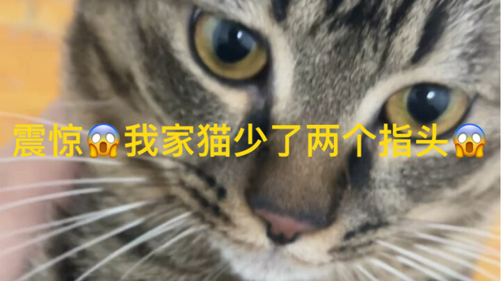 Kinh ngạc! Con mèo nhà tôi bị mất hai ngón chân!!