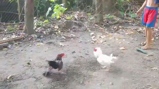 First Sparring our White Golden Boy And Blueface over Kelso 6-7 month old