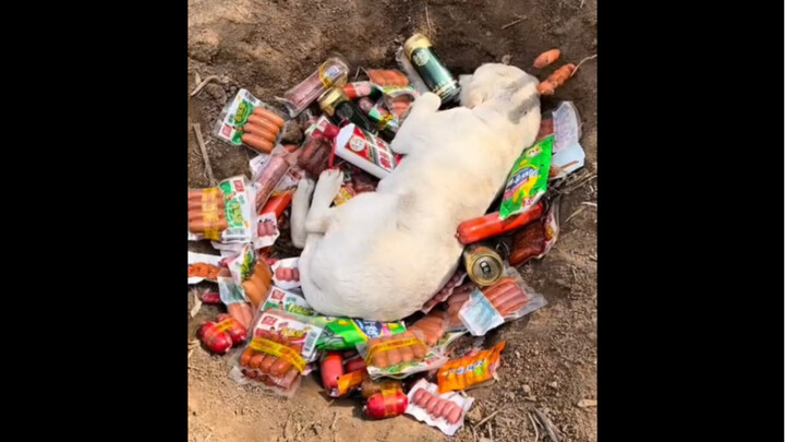 I have raised it for almost 16 years and today suddenly...