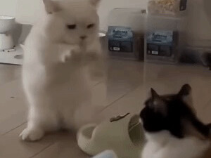 Em bé thật nhẫn tâm, không cho mình hôn má con 😭😭