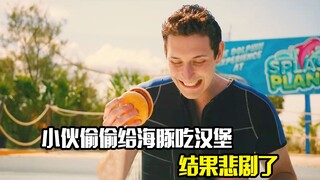 小伙偷偷给海豚吃汉堡，结果悲剧了