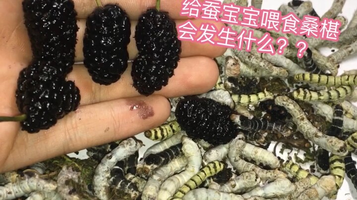 A creepy YouTuber fed mulberries to silkworms—surprisingly, the worms turned purple from the inside!