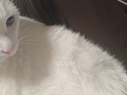 I love teasing cats the most!