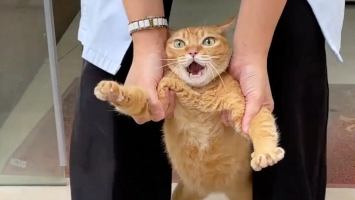 Kucing pemalu dari keluarga mana nih～