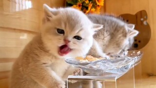 "Kalian lucu banget, apa kita harus antri untuk makan?" "Ya, duduk berjajar dan makan."