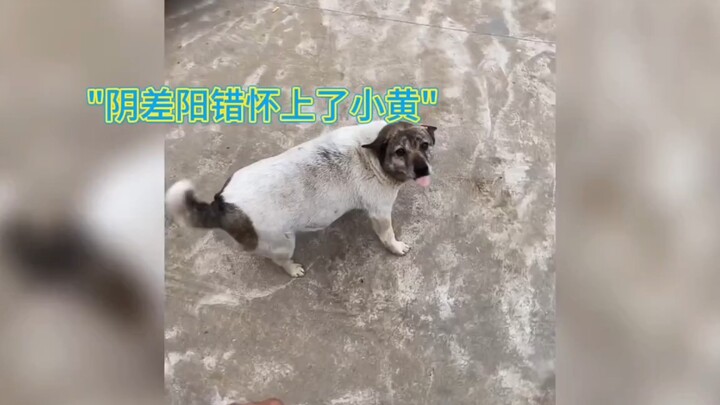 Puppies love puppy songs: Big Yellow wants to go home when it rains. It’s snowing, it’s snowing—out 