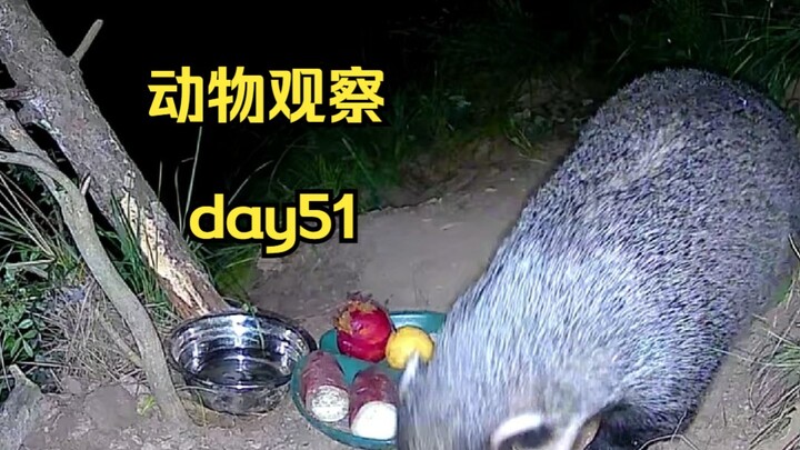 Hari ke-51 | Kubur beberapa makanan di pegunungan dan lihat apakah hewan dapat menemukannya.