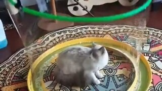 吹个泡泡把小猫包裹