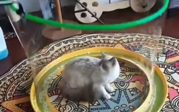 吹个泡泡把小猫包裹