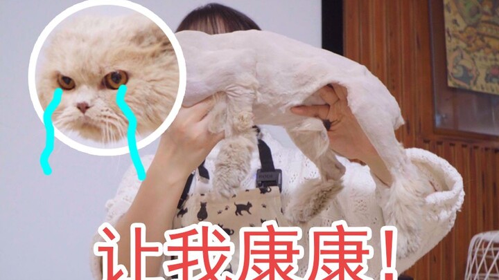 หน้าตาสวยดั่งเทพยังต้องมาเร่ร่อน? แถมยังอยู่ใต้บ้านของยูทูปเบอร์สัตว์เลี้ยงสุดคิวต์ชื่อดังอีก? แล้วใ